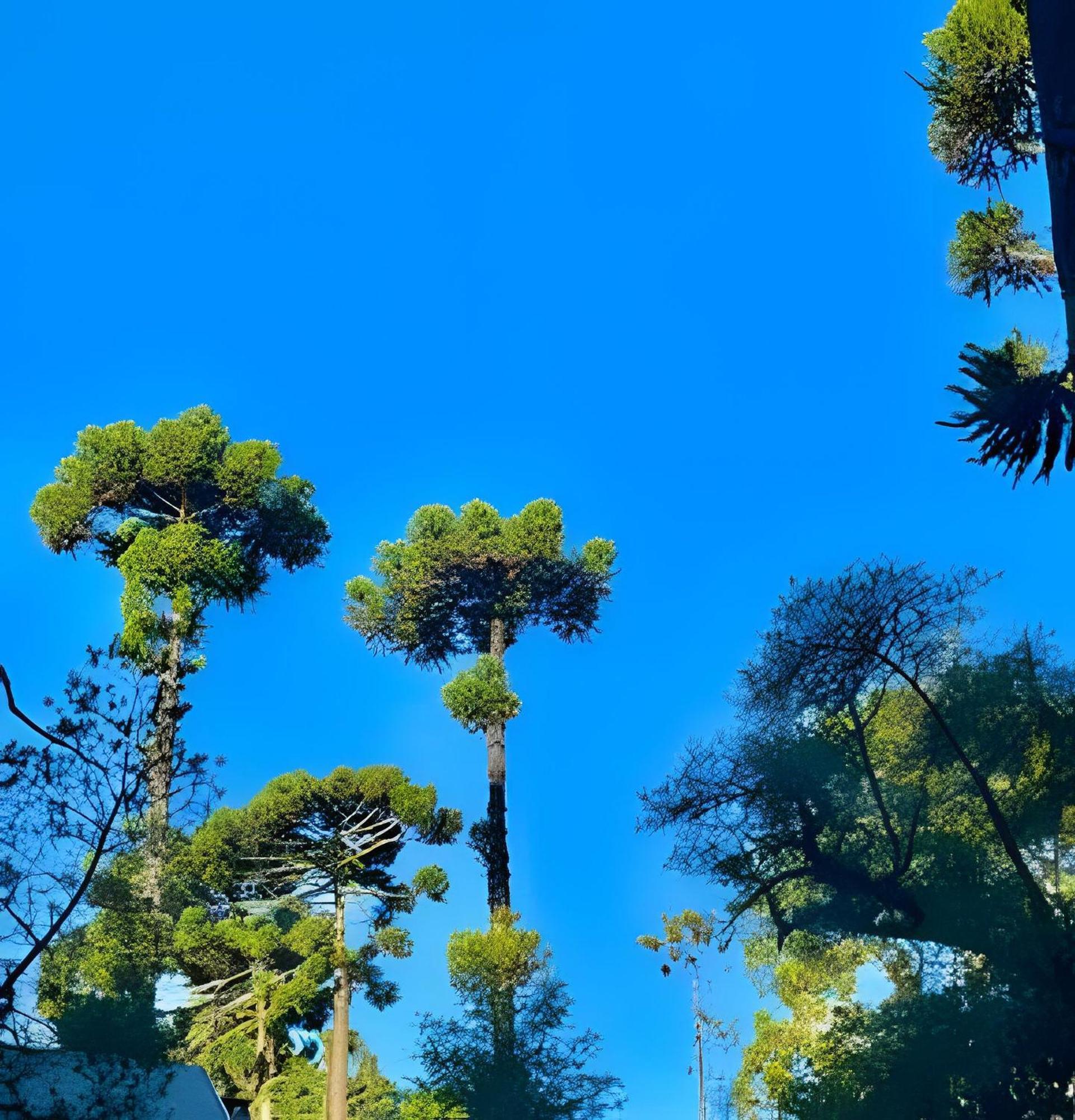Cabana Suspensa Na Natureza - Regiao Turistica Campos do Jordão Kültér fotó